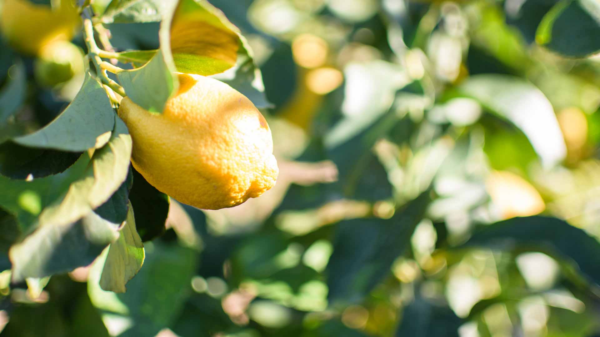 Il Regista Muccino Racconta La Calabria Degli Agrumi Protagonista Il