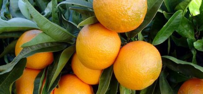 Sibaritide, proposto prezzo di produzione per le clementine