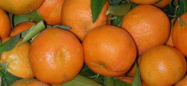 Clementine della Sibaritide, imprenditori locali vogliono un’associazione per tutelarle