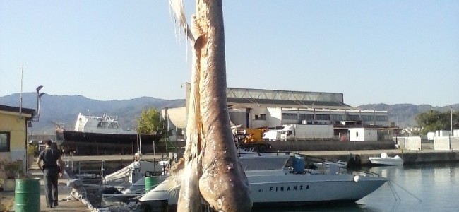 Corigliano, squalo capopiatto di quattro metri recuperato dalla Guardia Costiera