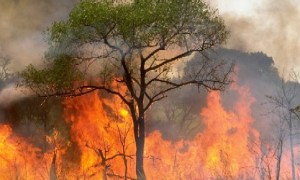 incendio-foresta